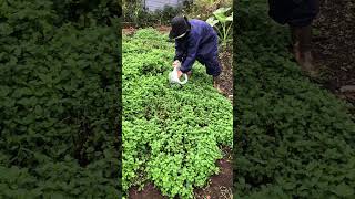 Harvesting mint in Japan farming amazing [upl. by Jar935]