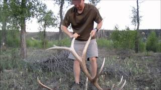 How to Field Judge Bull Elk Antlers 1 by JayScottOutdoors [upl. by Etterrag457]