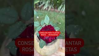 Plante rosas en macetas [upl. by Ilyse995]