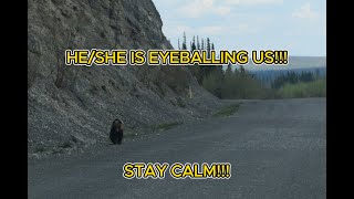 A Grizzly Encounter on the Dempster Highway going towards Tuktoyaktuk NWT [upl. by Ttelrats]