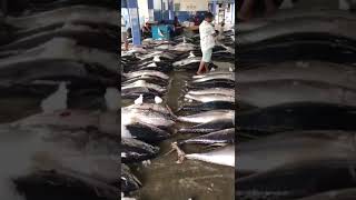 කොහොමද මාළු තොගේ Negombo fish market in sri lanka fish srilanka fishing fishmarket tuna [upl. by Negem]