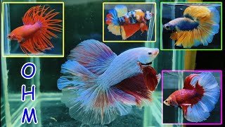 THAILAND IMPORTED PREMIUM BETTA FISH CATALOGUE [upl. by Maryanne]