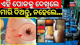 Outrage Of Scrub Typhus Disease In BargarhScrub Typhus Symptoms Diagnosis And ProtectionOdia News [upl. by Rafaelita]