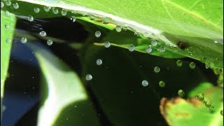 Breeding Gouramis 2nd Time with Closeup of Eggs and Fry [upl. by Questa]