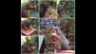 🐿 Flauschi räumt die Nussstation leer squirrel [upl. by Moffitt]