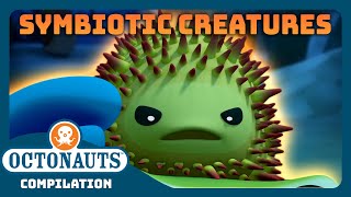 Octonauts  🦀 Symbiotic Creatures 🐋  Back to School Special  Full Episodes [upl. by Uehttam]