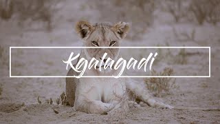 Kgalagadi Transfrontier Park 2019 [upl. by Olethea165]