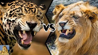 Jaguar vs Lion Jaguar is larger than Male Lion Facts As always honoring the truth of nature [upl. by Zohar]