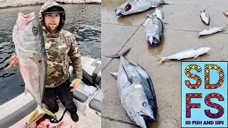 Bluefin Tuna Fishing Slows amp Coronado Islands Yellowtail Explodes San Diego Sportfishing Report SDFS [upl. by Artima405]