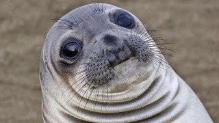 A Small Compilation of Some Hecking Sea Doggo Seal Videos HECK [upl. by Julide11]