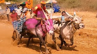 Khillari studs running a race at Gokula [upl. by Anilra]