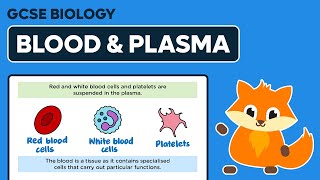 Blood amp Plasma  GCSE Biology [upl. by Gala318]