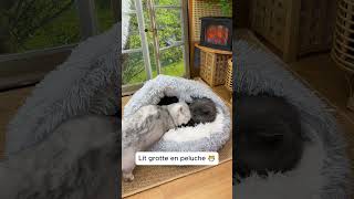 Lit grotte pour chat durant lhiver [upl. by Nor]