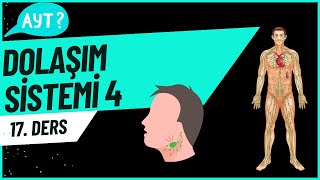 Dolaşım Sistemi 4 aytbiyoloji 17Ders [upl. by Reisch]