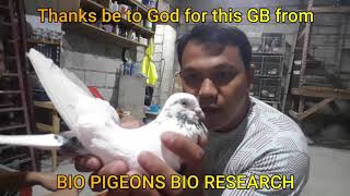 GIFTBIRD UNBOKSING FROM BIO PIGEON BIO RESEARCH PARANAQUE [upl. by Sej757]