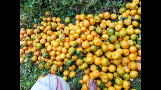 Picking orange from tree 🌳 [upl. by Huntley]