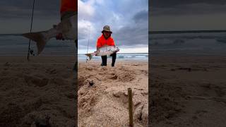 Fishing for white steenbras Bloudam zoolookfishing SaltwaterFishingSouthAfrica [upl. by Raimondo550]