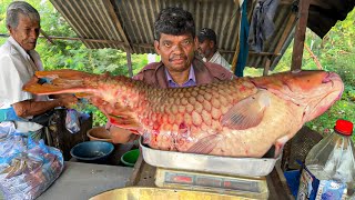 Amazing  25 Kg Golden Carp Fish Super Master Cutting By Village Man  Fish Cutting Sri Lanka [upl. by Eynahpets]