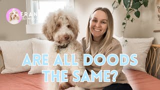 aussiedoodles vs other doodle breeds [upl. by Attenal]