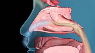 The Common Cold How We Catch It and Treat The Symptoms [upl. by Habas]