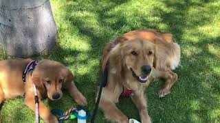 1452 Beautiful Purebred Golden Retriever Puppy and Dog Enjoy Relaxing in a Park Near Owners [upl. by Nadabus]