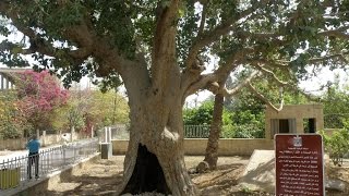 The Sycamore Tree of Zacchaeus in Jericho  Watch the video to see the original tree [upl. by Eldnek364]