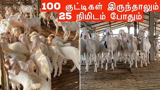 25 நிமிடத்தில் 100 குட்டிகளுக்கு பாலூட்டும் நேரலை [upl. by Mihe]