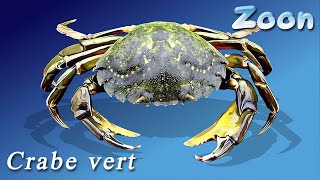 La salsa des crabes  Le Crabe vert – The green shore crab [upl. by Limann]