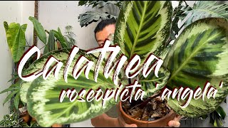 Calathea Roseopicta Angela Care Tips and Propagation  WITH UPDATES [upl. by Oiratnom]