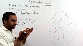 Cytoskeleton  Structure and functions of cytoskeleton  Types of cytoskeleton  Class 9 and 11 [upl. by Anaiviv]