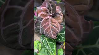 Growing rare Aroid collection indoor plants collection aroids houseplants exoticplant [upl. by Juliano]