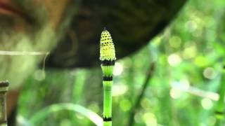 Equisetum hyemale releases spores [upl. by Menzies3]