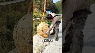 Cet homme a trouvé une ruche de guêpes dans la forêt 🌳 [upl. by Oigufer]