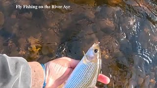 Fly Fishing for Trout and Grayling on the River Ayr with Davie McPhail [upl. by Hugo]