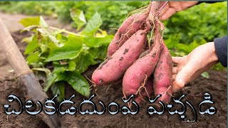 simple and tasty sweet potato pickle in Telugu￼చిలకడదుంప పచ్చడి [upl. by Felita]