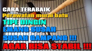 TIPS AGAR MURAI BATU TIPE DINGIN BISA STABIL [upl. by Madalyn]