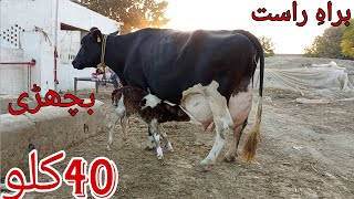 cow for sale new video 03451099392 Friesian cow  Holistien cow  hf cow  Mera sahiwal tv [upl. by Farica361]