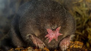 Starnosed moles are horrifying [upl. by Harac]