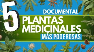 ✅ DOCUMENTAL 5 plantas MEDICINALES más PODEROSAS 🌿 [upl. by Herriott]