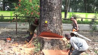 Tebang Pohon Mahoni Tua dengan 2 Operator  Chainsaw STIHL MS 651amp MS 382 [upl. by Elodia985]