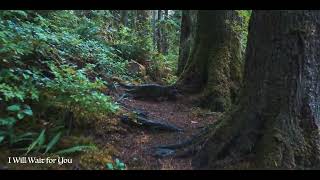 Peaceful Instrumental Music Nature Sounds Taryn Harbridge [upl. by Nunes]