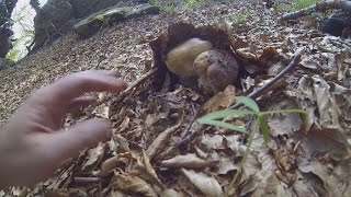 funghi in alta val Parma  25 agosto 2016 [upl. by Natfa808]