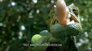 Chameleon Tongue In Slow Motion  One Life  BBC Earth [upl. by Nauqal735]