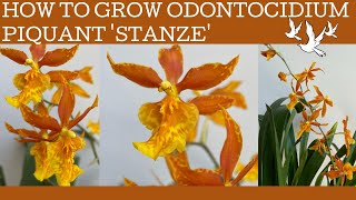 How to grow Odontocidium Piquant Stanze a fabulous orange bloomed Oncidium alliance hybrid [upl. by Schreibe]