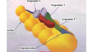 HISTOLOGIE LES TISSUS MUSCULAIRES [upl. by Acinot961]