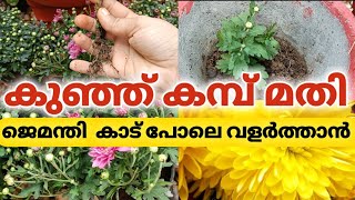 Powerful way to propagate chrysanthemum frkm cuttings l Grow chrysanthemum using alovera gel l plant [upl. by Berthoud]