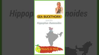 Ladakh Sea Buckthorn Berry  Sea Buckthorn Health Benefits seabuckthorn [upl. by Acireed]