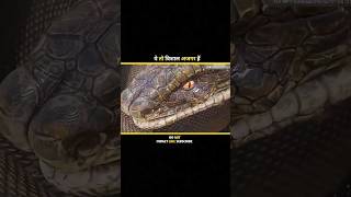 AJGAR सांप 🐍 shortvideo moviezstory movieexplained [upl. by Obau]