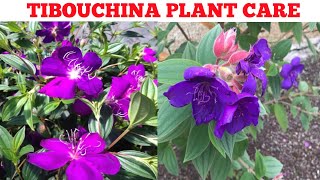 How To Grow Tibouchina Flower Plant Begam baharIn Your Garden or Roof top Garden [upl. by Artur]