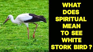 WHAT DOES SPIRITUAL MEAN TO SEE A WHITE STORK BIRD [upl. by Tarazi]